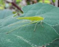 Long horned grasshopper