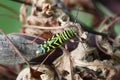 Long Horned Locust Borer