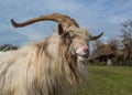 Long horned, long hair Dutch sheep