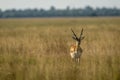 Long horned male blackbuck or antilope cervicapra or indian antelope head on with eye contact in grassland of tal chhapar