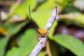 Long-horned Orb-weaver Spider Royalty Free Stock Photo