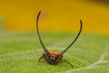 Long-horned Orb-weaver spider Royalty Free Stock Photo