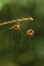 Long Horned Spider on Branch Royalty Free Stock Photo