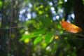 Spiny Orb Weaver Spider