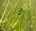 Long Horned Orthopteran Grasshopper on plant Royalty Free Stock Photo