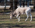 Long Horned Pale Antelope Grazes And Eats In Its Exhibit At Brookfield Zoo In March 2021