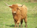 Long Horned Steer