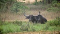 Long-horned wild water buffalo resting in the grass field after a mud bathe. Siting and watchful of the surroundings at Yala Royalty Free Stock Photo