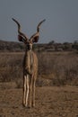 Long horns supported by ears Royalty Free Stock Photo