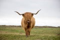 Single Scottish highlander on the dutch island of texel Royalty Free Stock Photo