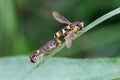 Long Hoverflies - Sphaerophoria scripta mating.