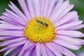 The long hoverfly on aster flower Royalty Free Stock Photo