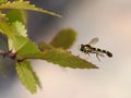 Long hoverfly on leaf