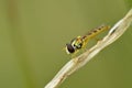 Long Hoverfly