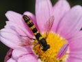 Long hoverfly on pink daisy