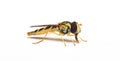 A long hoverfly Sphaerophoria scripta