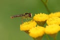 A Long Hoverfly, Sphaerophoria scripta, pollinating a Tansy wildflower in a meadow. Royalty Free Stock Photo