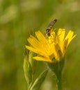 Long Howerfly on Asteraceae yellow flower Royalty Free Stock Photo