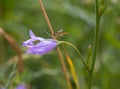 Long Howerfly on violet Rampion bellflower