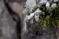 Long icicles hanging at a stone wall from green leaves and dripping water as icicle macro and snowy winter after frosty blizzard