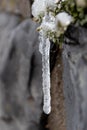 Long icicles hanging at a stone wall from green leaves and dripping water as icicle macro and snowy winter after frosty blizzard