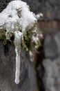 Long icicles hanging at a stone wall from green leaves and dripping water as icicle macro and snowy winter after frosty blizzard Royalty Free Stock Photo