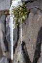 Long icicles hanging at a stone wall from green leaves and dripping water as icicle macro and snowy winter after frosty blizzard