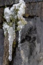 Long icicles hanging at a stone wall from green leaves and dripping water as icicle macro and snowy winter after frosty blizzard