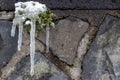 Long icicles hanging at a stone wall from green leaves and dripping water as icicle macro and snowy winter after frosty blizzard