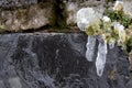 Long icicles hanging at a stone wall from green leaves and dripping water as icicle macro and snowy winter after frosty blizzard