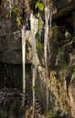 Icicles on rock surrounded by ferns moss and plants in bright sunlight