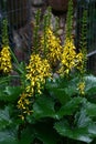 Ligularia przewalskii against the background of a fence.Vertical arrangement.