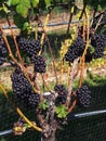 Long Island Wineries and Vineyards