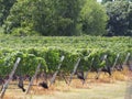 Long Island Wineries and Vineyards Royalty Free Stock Photo
