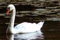 Swan portrait in lake, beautiful creature Royalty Free Stock Photo