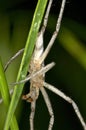 Long jawed grass spider closeup