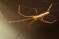 Long Jawed Orb Weaver Spider Royalty Free Stock Photo