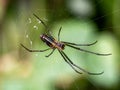 Tetragnathidae long-jawed orb weaver spider in a web 2 Royalty Free Stock Photo