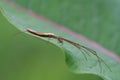 Long-jawed Orb Weaver Spider Royalty Free Stock Photo