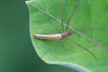 Long-jawed Orb Weaver Spider Royalty Free Stock Photo