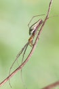 Long-jawed Orb Weaver Royalty Free Stock Photo