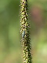 Spider - Long jawed orb weaver - Tetragnatha Royalty Free Stock Photo