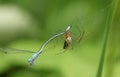 A Long-jawed Orb-weaver Spider Tetragnatha sp eating a damselfly that has been caught in its web. Royalty Free Stock Photo