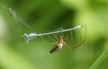 A Long-jawed Orb-weaver Spider Tetragnatha sp eating a damselfly that has been caught in its web. Royalty Free Stock Photo