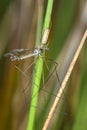 Long-jawed orb weaver Royalty Free Stock Photo