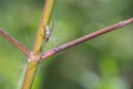 Long-Jawed Orbweaver Spider Awaiting Prey