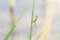 Long Jawed Orbweaver Spider Tetragnatha Lying in Wait on a Reed