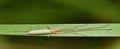Long-Jawed Orbweaver spider (Tetragnathidae) stretched along a single blade of grass. Royalty Free Stock Photo