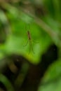 Long-jawed Orbweaver - Genus Tetragnatha Royalty Free Stock Photo