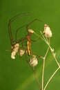 Long jawed spider on the green backround Royalty Free Stock Photo